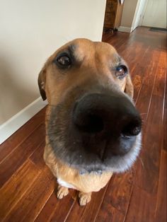 a brown dog sitting on top of a wooden floor