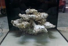 a pile of white coral sitting on top of a counter