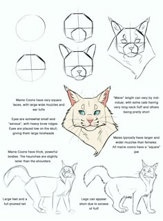 how to draw a cat's face with different angles and head shapes, step by step