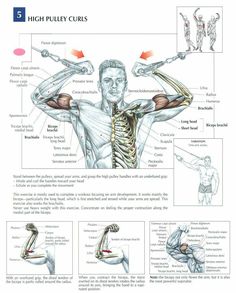 the back and shoulder muscles are shown in this manual, which shows how to perform