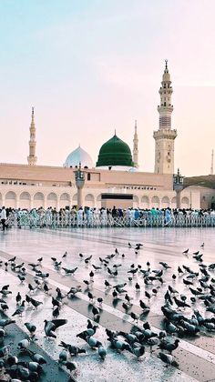 many birds are sitting on the ground in front of a building with a green dome