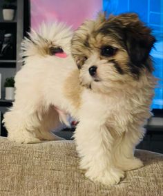 a small white dog standing on top of a couch