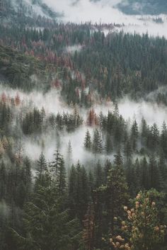 an aerial view of trees and fog in the mountains, taken from a plane window