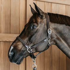 a close up of a horse wearing a bridle and halter on it's head