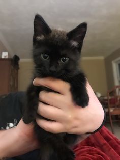 a person holding a black kitten in their hand