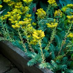 yellow flowers and green leaves in a garden