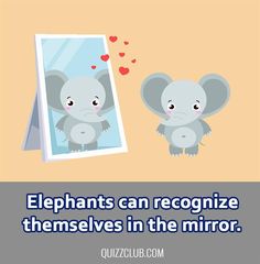 an elephant looking at its reflection in the mirror with hearts flying above it and text that says elephants can recognize themselves in the mirror