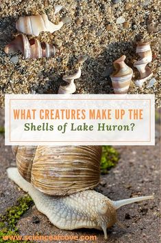 snails crawling on the ground with text overlay that reads, what creatures make up the shells of lake huron?