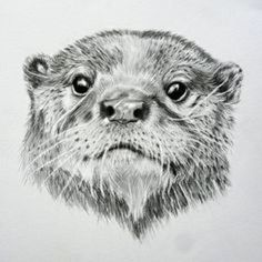 a drawing of an otter looking at the camera