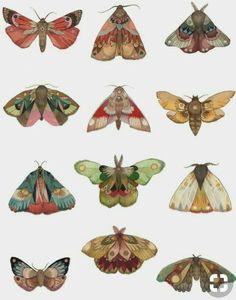 the moths are all different colors and sizes