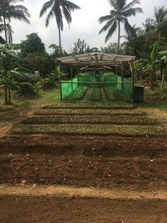 an outdoor vegetable garden with lots of plants growing in the ground and trees behind it