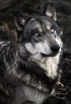 a black and white photo of a wolf sitting on the ground with its eyes wide open