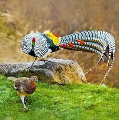 two colorful birds standing on top of a lush green field next to a large rock