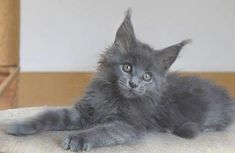 a gray kitten laying on top of a white cushion