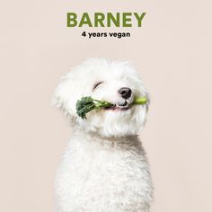 Green Branding, Brooklyn Brewery, Vegan Dog, Natural Dog Food, Go Vegan