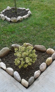 there is a small tree in the middle of some rocks