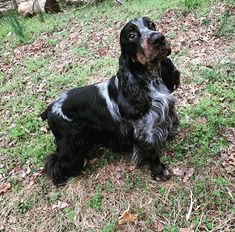 a black and white dog sitting in the grass