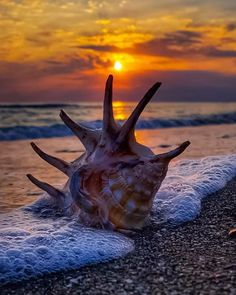 a sea shell on the beach at sunset