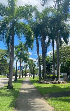 palm trees line the path to the beach