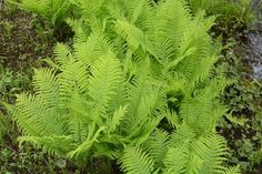 a green plant is growing in the grass