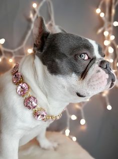 a small dog wearing a pink jeweled collar with lights in the back ground behind it