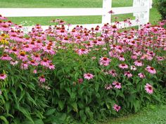 pink and yellow flowers in front of a white fence