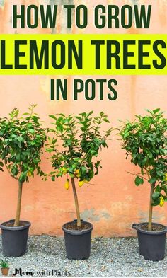 three lemon trees in pots with text overlay how to grow lemon trees in pots