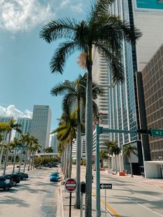 palm trees line the street in front of tall buildings