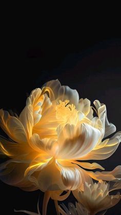 a large white flower on a black background