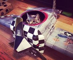 a cat is sitting in an airplane shaped box