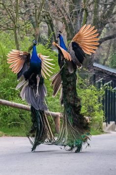 two peacocks with their feathers spread out in front of each other on the street