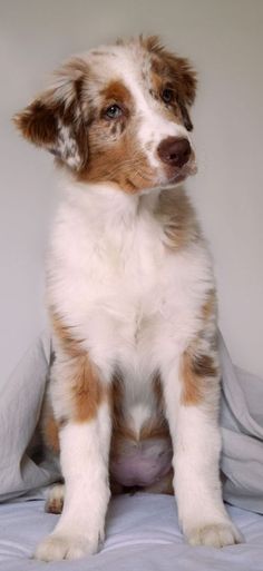 a brown and white dog sitting on top of a bed next to a gray blanket