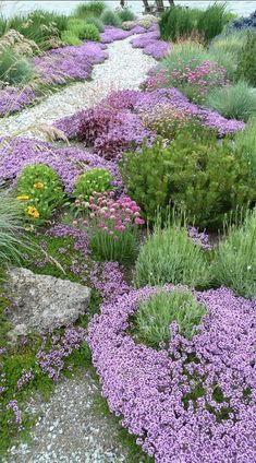 a garden with purple flowers and rocks