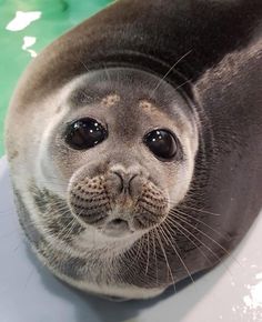 the seal is looking at the camera while laying on its side