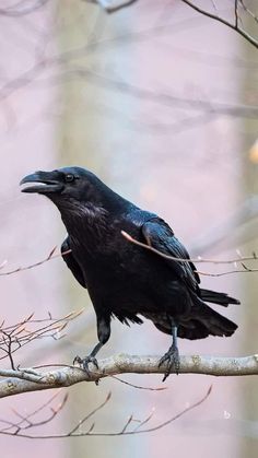 a black bird sitting on top of a tree branch