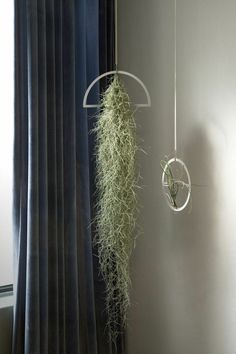 an air plant hanging from the side of a wall next to a window with curtains