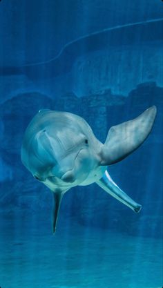 a dolphin swimming in the water with its mouth open