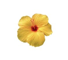 a yellow flower with red stamens on it's petals is shown against a white background