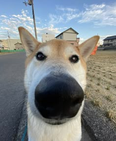 a close up of a dog's face on the street with houses in the background