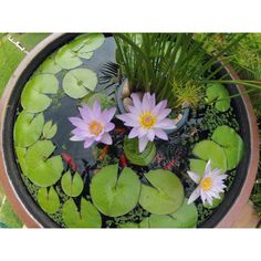 water lilies are floating in a potted pond