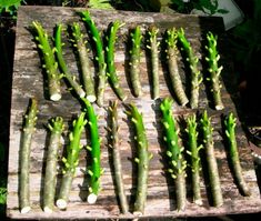 asparagus growing on a wooden board in the garden, ready to be eaten