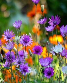 purple and white flowers are growing in the grass