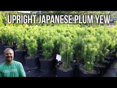 a man standing in front of a bunch of plants with the words upright japanese plum view