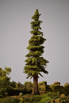 a tall pine tree sitting on top of a lush green hillside