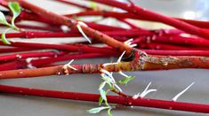 the stems of carrots are still attached to the stems