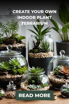 Collection of diverse indoor plant terrariums with succulents and pebbles.