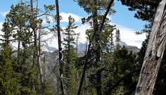 some trees and mountains in the distance