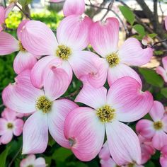 pink and white flowers blooming in the sun