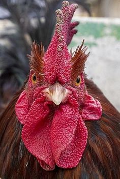 a close up of a rooster's head with red feathers