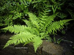 a green plant sitting on top of a rock